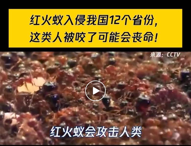 注意！春季火蚁泛滥，防范物种攻击