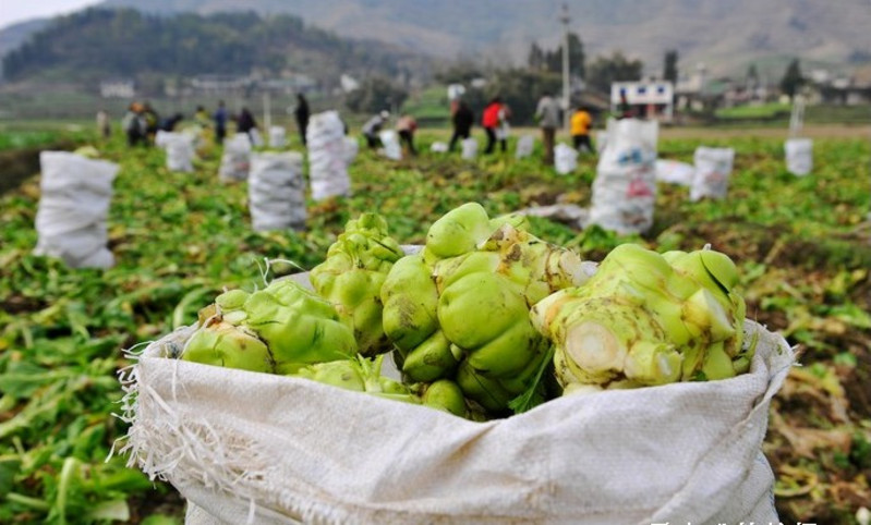 涪陵榨菜宣布涨价,你了解这个榨菜品牌吗?