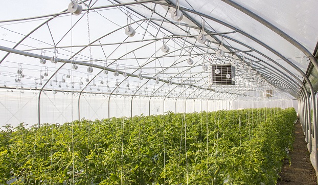 反季节蔬菜常见种植方式及对食材供应的影响   