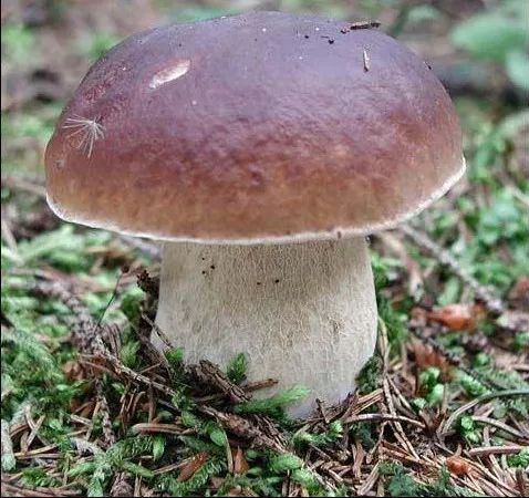 常见的菌菇都有哪些，这16种你要知道