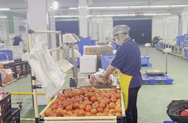 为什么大部分食材配送公司的分拣集中在晚上和凌晨？